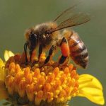 چند درصد عسل های کشور ارگانیک است؟