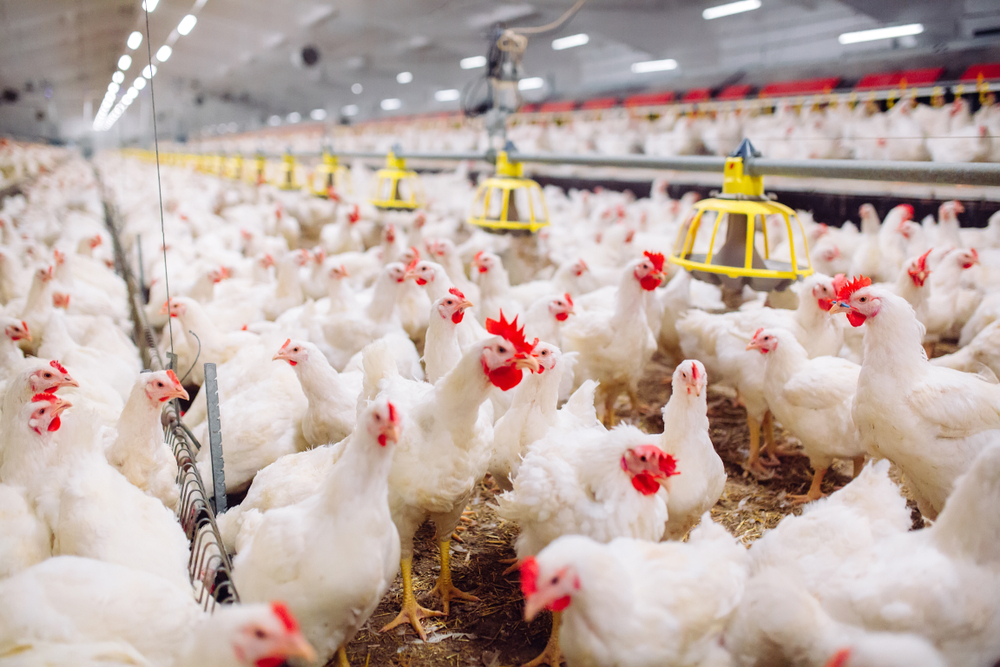 رئیس اتحادیه مرغ گوشتی: با قیمت فعلی، عراق و افغانستان هم دیگر مرغ ایران را نمی‌خرند/ افغانستان از آرژانتین و برزیل مرغ می‌خرد و عراق از ترکیه