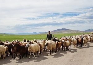 سرپرست اداره کل امور عشایر استان از اجرای طرح تولید گوشت قراردادی عشایر ایلام خبر داد