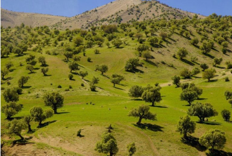مدیر کل منابع طبیعی استان از برداشت ۵۰ تن سقز کوهی در استان ایلام خبر داد