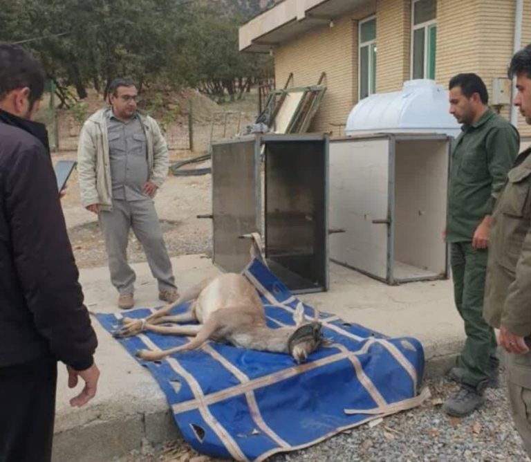 مدیرکل حفاظت محیط زیست از آغاز انتقال چهار راس گوزن بالغ سایت مانشت و قلارنگ ایلام به استان اردبیل خبر داد