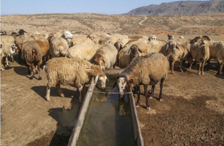 مدیرکل امور عشایری ایلام خبر داد؛ تامین آب شرب عشایر مستقر در میان بندهای ایلام