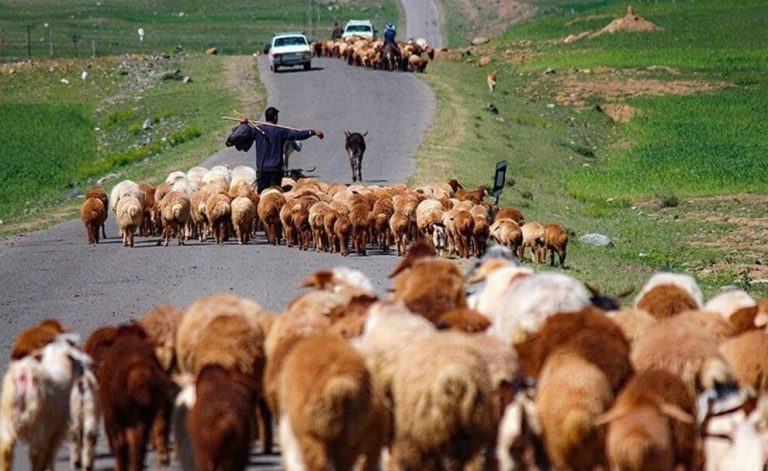 مدیرکل امور عشایر ایلام خبر داد: عشایر ایلام از اول آذرماه اجازه اتراق در مناطق گرمسیری را دارند