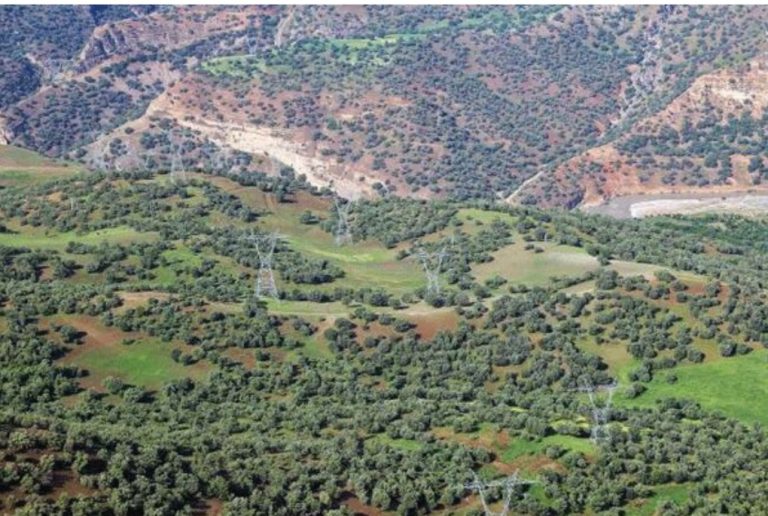 مدیرکل منابع طبیعی ایلام تشریح کرد؛ دلایل اهمیت جنگل های بلوط ایلام/برنامه ریزی برای کنترل گردوغبار