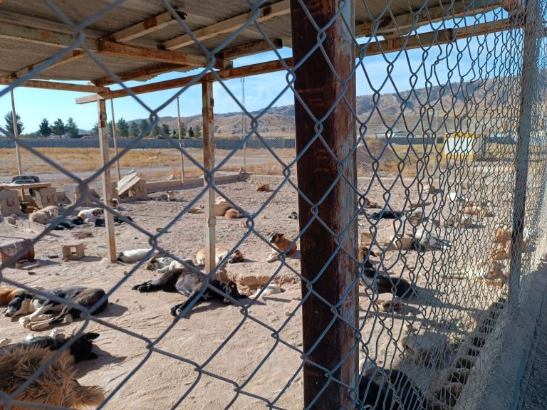 شهردار ایلام تاکید کرد: ساماندهی سگ های ولگرد نیازمند تشکیل یک کارگروه است