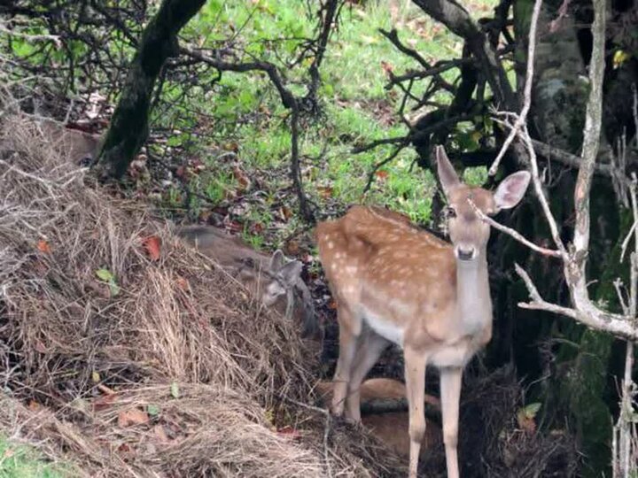 مدیرکل محیط زیست استان ایلام خبر داد؛ پرورش ۳۸ راس گوزن زرد ایرانی در استان ایلام
