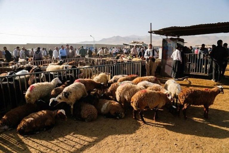 مدیرکل دامپزشکی استان ایلام: نظارت ۳۸ گروه دامپزشکی ایلام بر ذبح دام در عید قربان