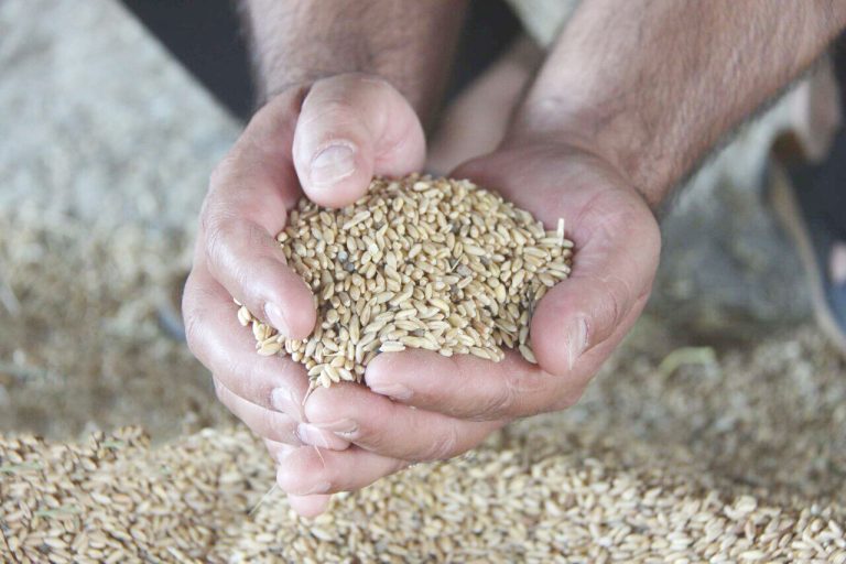 مدیرکل تعاون روستایی استان ایلام خبر داد: تولید و فرآوری بیش از ۱۳ هزار تُن بذر گندم برای توزیع در ایلام