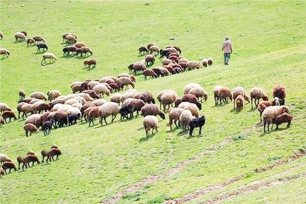 مدیرکل منابع طبیعی استان ایلام خبر داد: ورود دامداران فاقد پروانه به عرصه مراتع استان ایلام ممنوع است