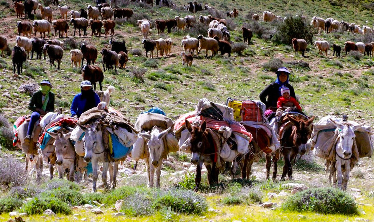 مدیرکل امور عشایر ایلام خبر داد: ۹۰ درصد عشایر بومی و مهمان به مناطق گرمسیری ایلام کوچ کرده اند