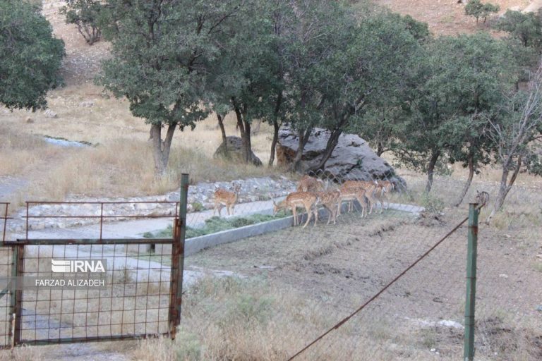 مدیرکل حفاظت محیط زیست ایلام خبر داد: انتقال ۲ راس گوزن بالغ سایت مانشت و قلارنگ ایلام به اردبیل