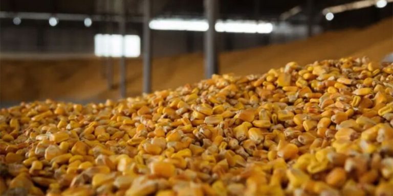 مدیر تعاون روستایی استان ایلام خبر داد: پیش بینی خرید ۲ هزار تن ذرت دانه‌ای از کشاورزان مهرانی