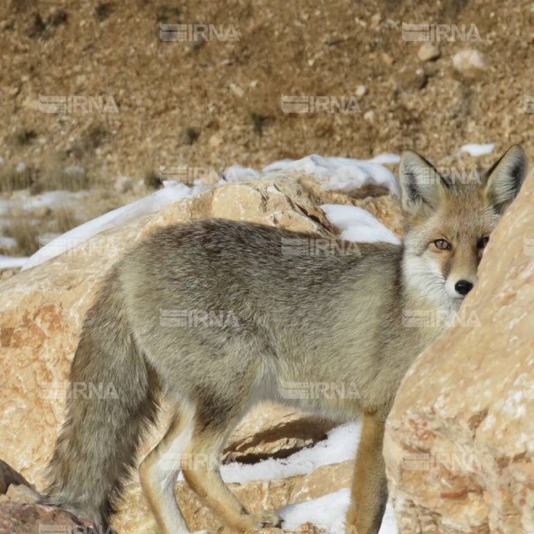 توصیه مدیرکل محیط زیست ایلام: به وحوش غذا ندهید
