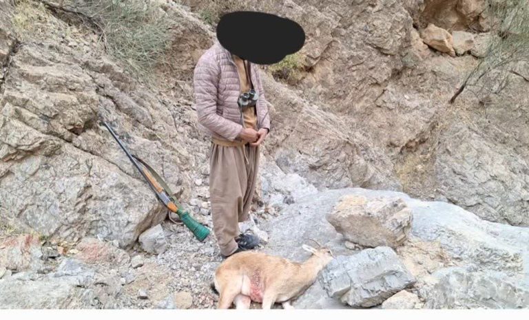 مدیرکل حفاظت محیط زیست ایلام خبر داد: شکارچیان غیرمجاز کل وحشی در منطقه «کولگ» ایلام دستگیر شدند