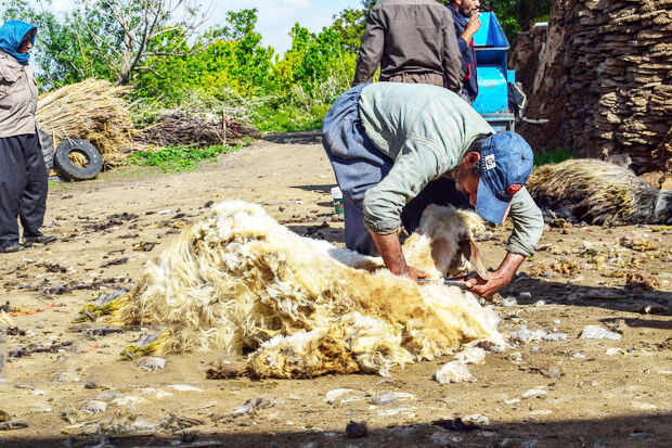 مدیرکل امور عشایری استان ایلام: عشایر آبدانان قطب تولید پشم در استان ایلام هستند