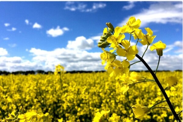 مدیرکل تعاون روستایی ایلام خبر داد: ۸۰ درصد مطالبات کلزاکاران ایلامی پرداخت شد