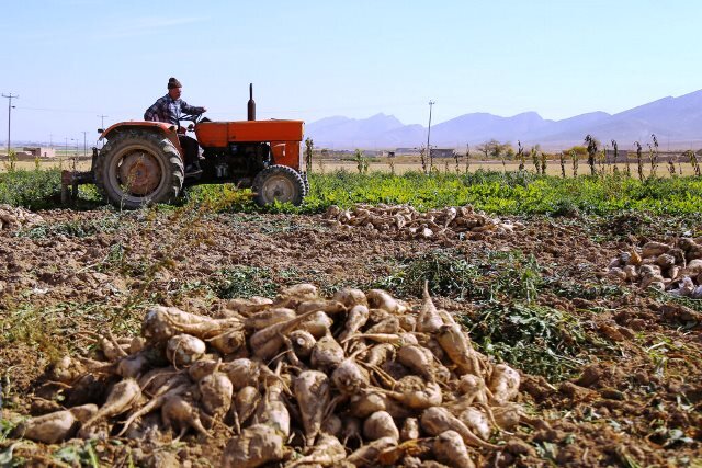 رئیس جهادکشاورزی استان ایلام: کشت چغندر قند در سطح ۶۰ هکتار از اراضی دهلران آغاز شد