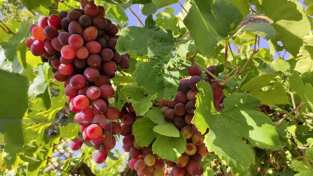 رئیس جهادکشاورزی استان ایلام: ارزش سالانه تولید انگور در استان ایلام ۵ هزار میلیارد تومان است