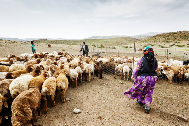 مدیرکل امور عشایری استان خبر داد: بهسازی و مرمت ۱۷۵ کیلومتر از راه‌های عشایری شهرستان هلیلان