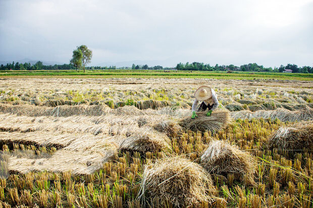 رئیس جهادکشاورزی ایلام خبر داد: ۵ هزار تن برنج در سیروان برداشت می شود