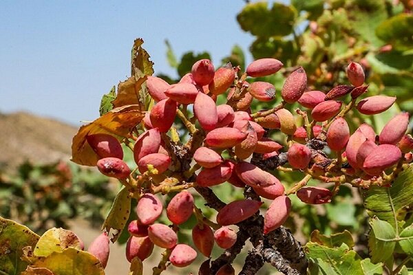 رئیس جهادکشاورزی استان خبر داد: ۶۰ تن پسته در شهرستان سیروان برداشت می شود