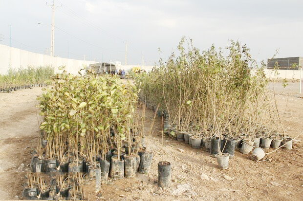 طرح غنی‌سازی جنگل با نهال‌های بیولوژیک در مهران آغاز شد