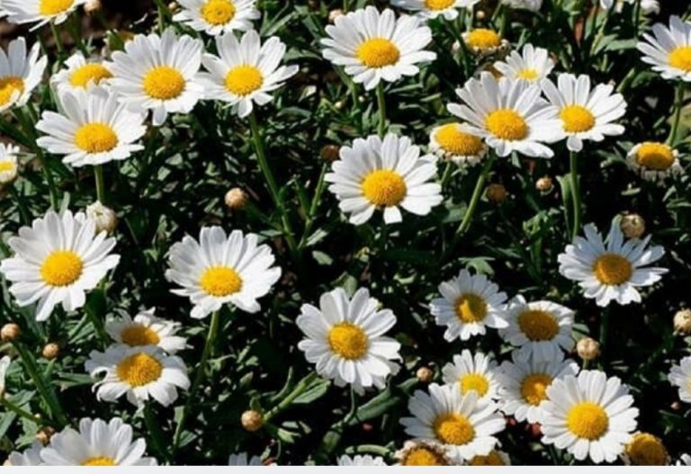 رئیس جهادکشاورزی استان ایلام خبر داد: سطح زیر کشت گیاهان دارویی در ایلام ۲۶۰ هکتار است