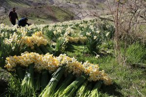 برداشت گل نرگس در استان ایلام آغاز شد