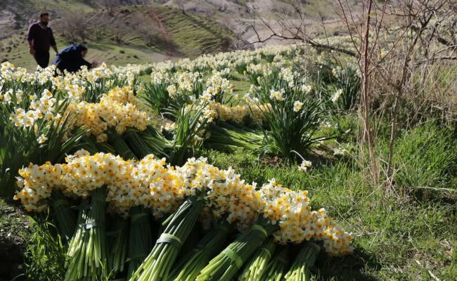 برداشت گل نرگس در استان ایلام آغاز شد برداشت گل نرگس در استان ایلام آغاز شد
