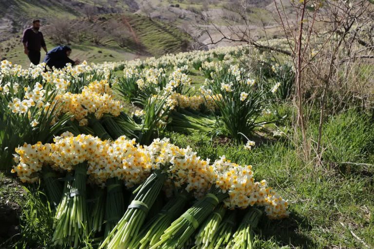 برداشت گل نرگس در استان ایلام آغاز شد