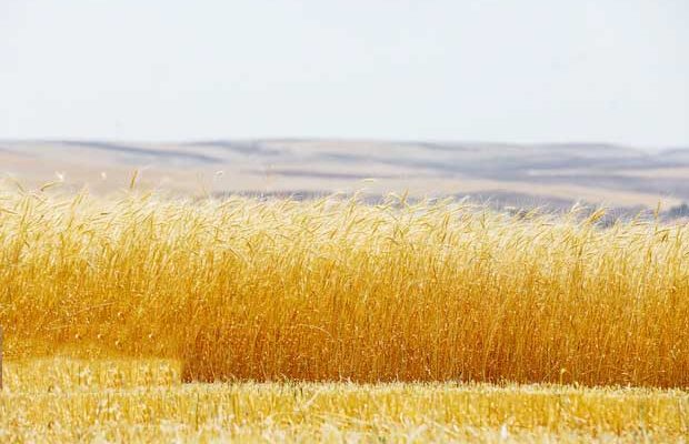 ۱۷۰ هزار تن گندم از کشاورزان استان ایلام خریداری شد