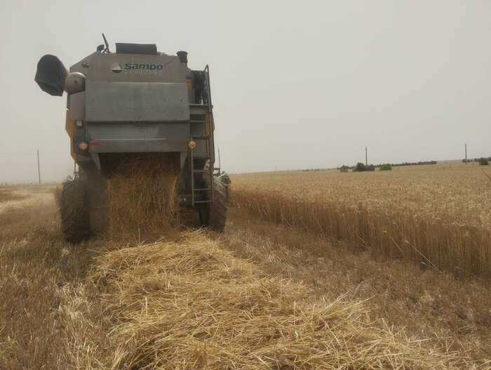 ۲۴ مرکز تعاون روستایی در ایلام آماده تحویل گندم است