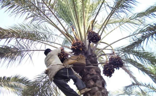 برنامه‌ریزی برای توسعه نخلستان‌های اقتصادی در استان ایلام