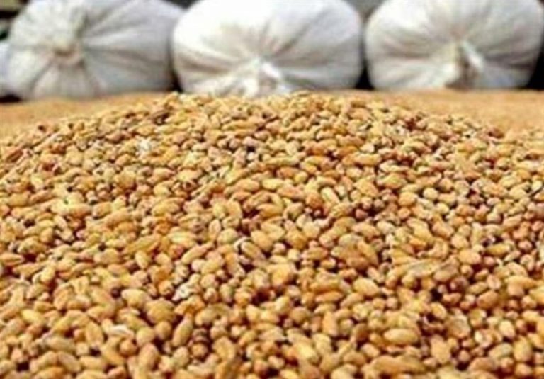 قیمت جدید نهاده‌های دامی اعلام شد/ جو و ذرت دامی ۱۲ هزار تومان/ کنجاله سویا ۱۷ هزار تومان