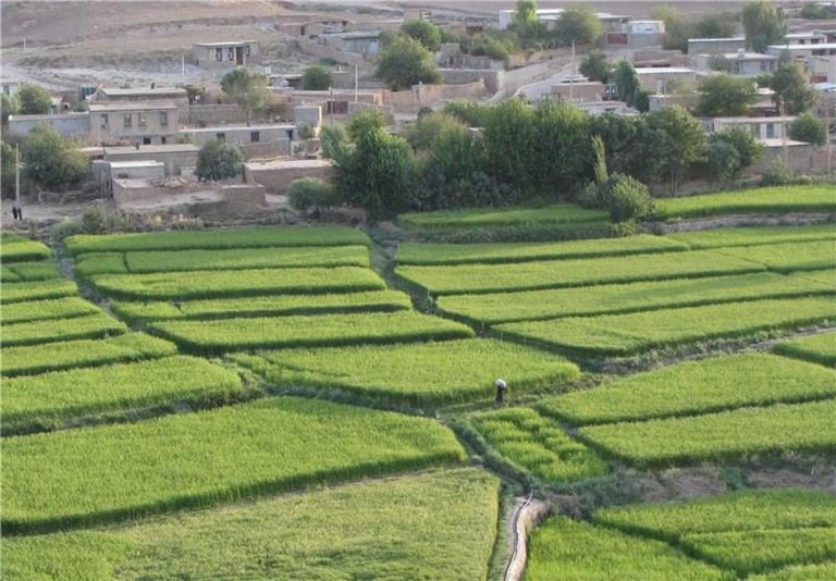 برنج عنبر بو ، نامی آشنا رایحه ای ماندگار