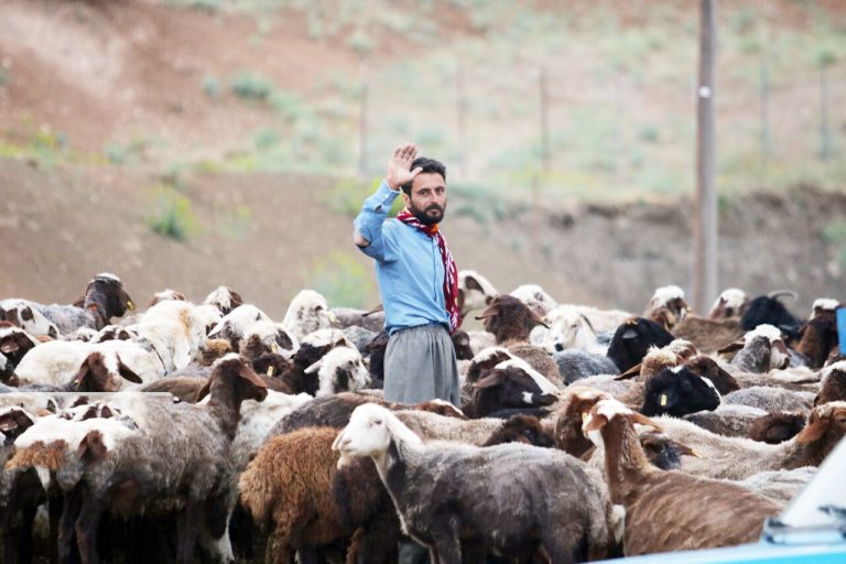 معاون فنی منابع طبیعی و آبخیزداری ایلام: خشکسالی پوشش علوفه ای مراتع ایلام را ۶۵ درصد کاهش داد