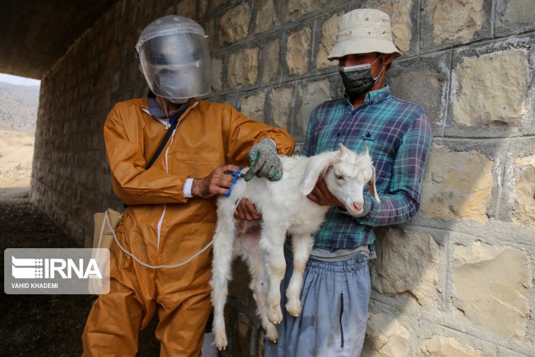 مدیرکل دامپزشکی ایلام خبر داد: مایه کوبی ۲ میلیون و ۵۰۰ هزار راس دام در ایلام انجام شد